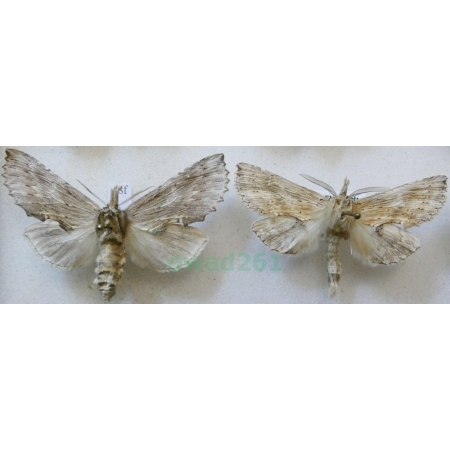 Pterostoma palpina (Clerck, 1759) pair Dzióbica głaszczkówka Czech48f
